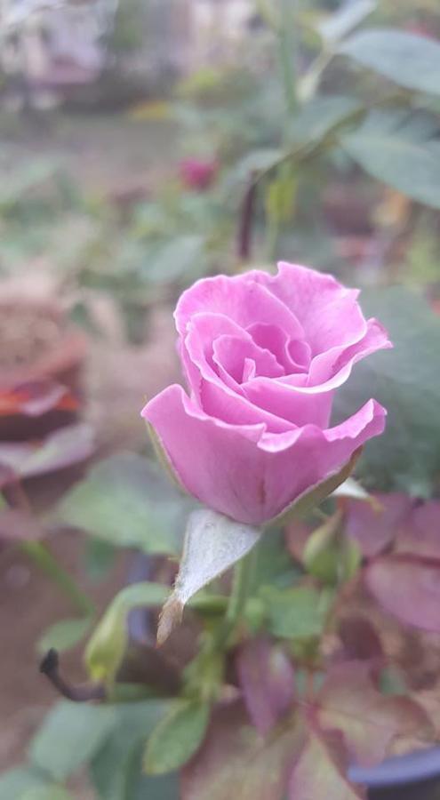 Bed and Breakfast Baangaimuan Lamphun Exterior foto